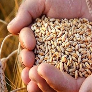 فروش گندم کشت امسال