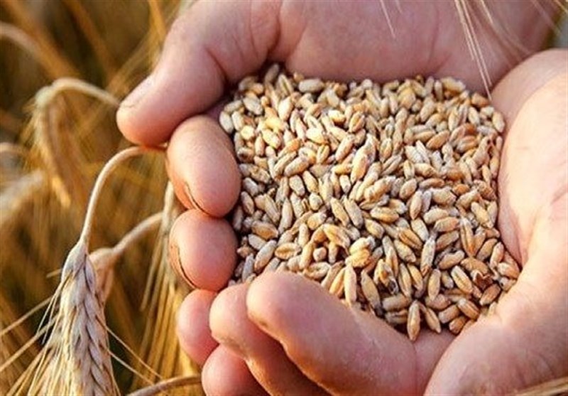 فروش گندم کشت امسال