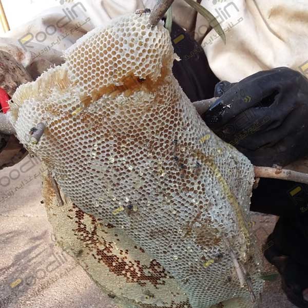 خرید عسل کوهی ارگانیک