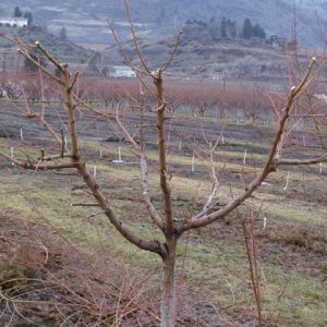 خدمات سم‌پاشی و کوددهی