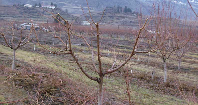 خدمات سم‌پاشی و کوددهی
