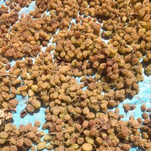 خرید کشمش آفتابی و تیزابی فله