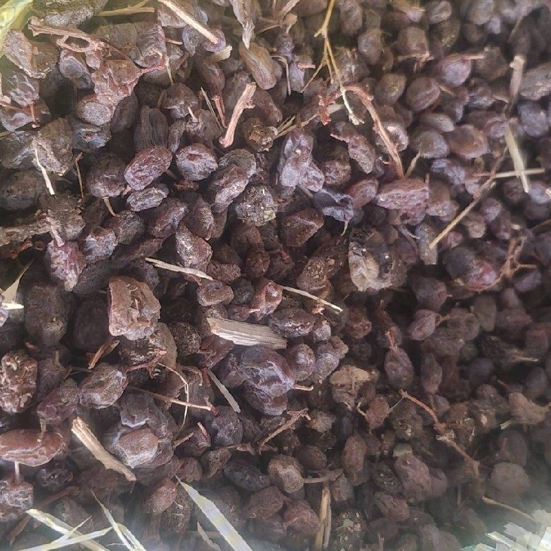 خرید کشمش آفتابی ۱۵ روزه