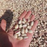 پسته احمدآقایی