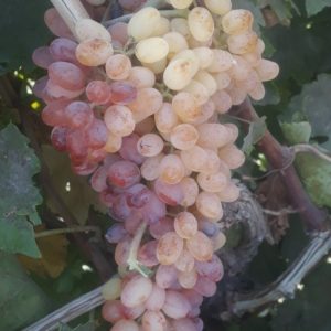 کشمش گلدن فله