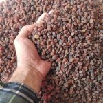 خرید کشمش آفتابی و تیزابی فله
