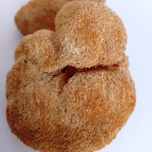 قارچ یال شیر