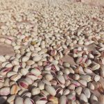 پسته احمدآقایی