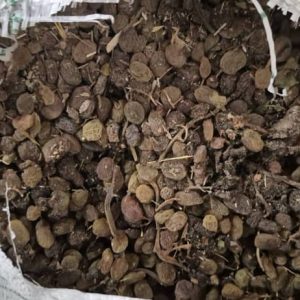 کشمش تیزآبی خرمایی