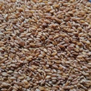 خرید گندم مرغوب دیم