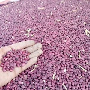 لوبیا قرمز اعلای خمین