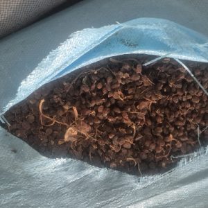 خرید کشمش آفتابی و تیزابی