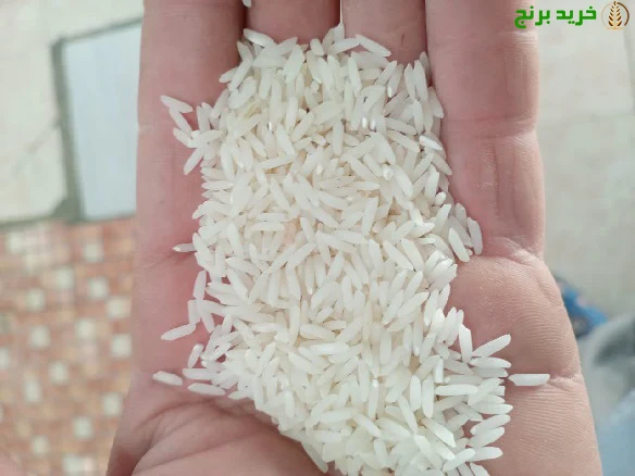 برنج طارم هاشمی