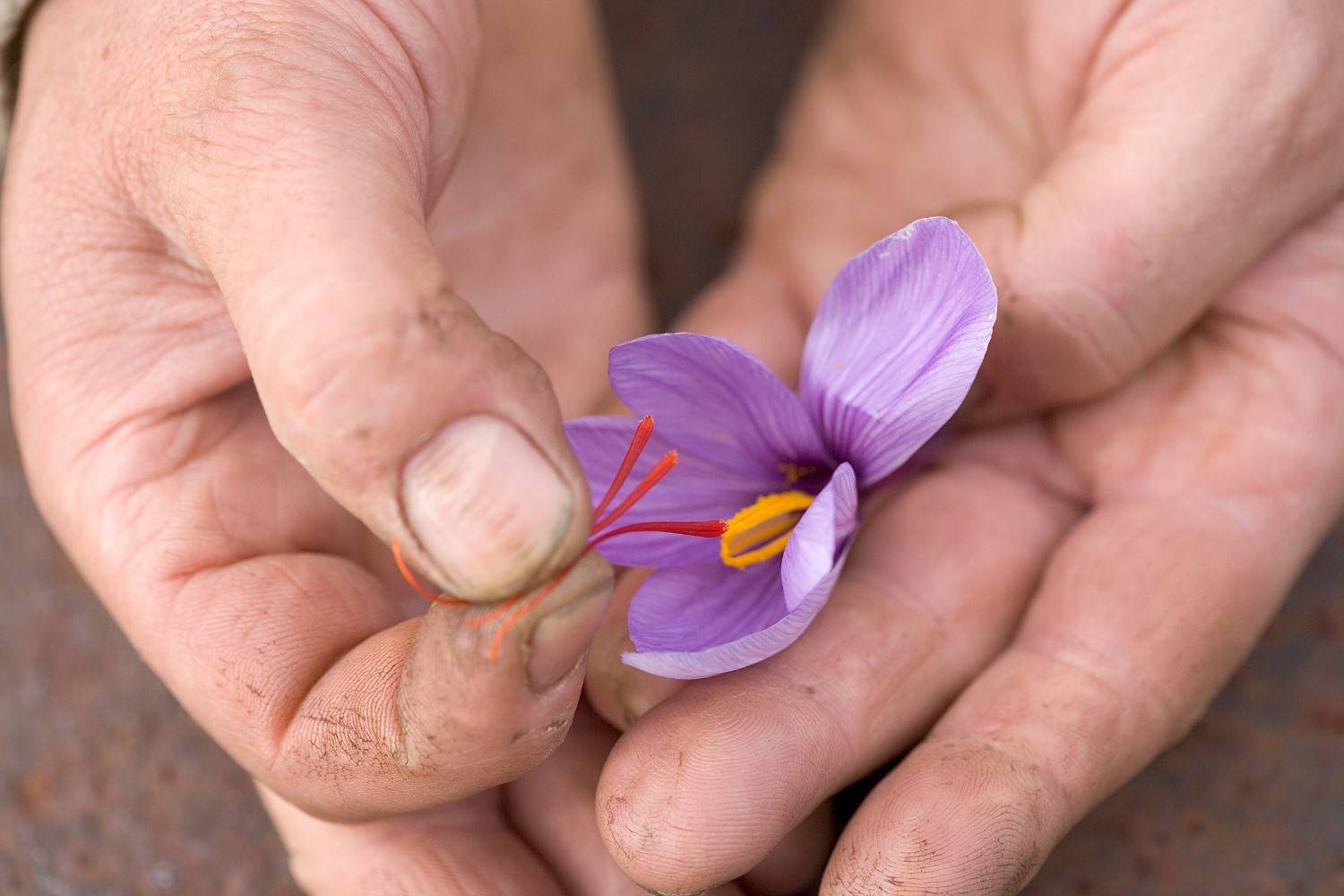 عکس زعفران ایران طلای سرخ