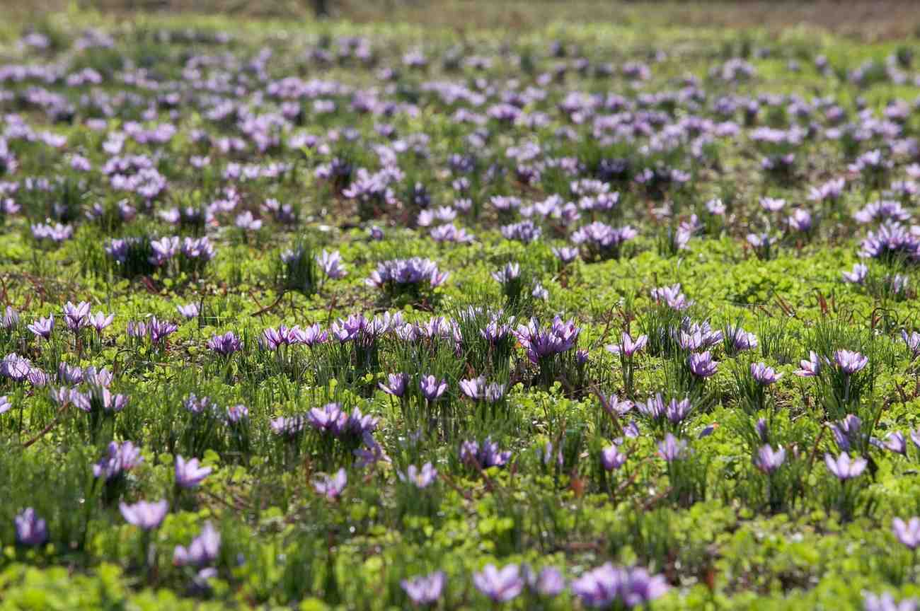 عکس کاشت و برداشت زعفران