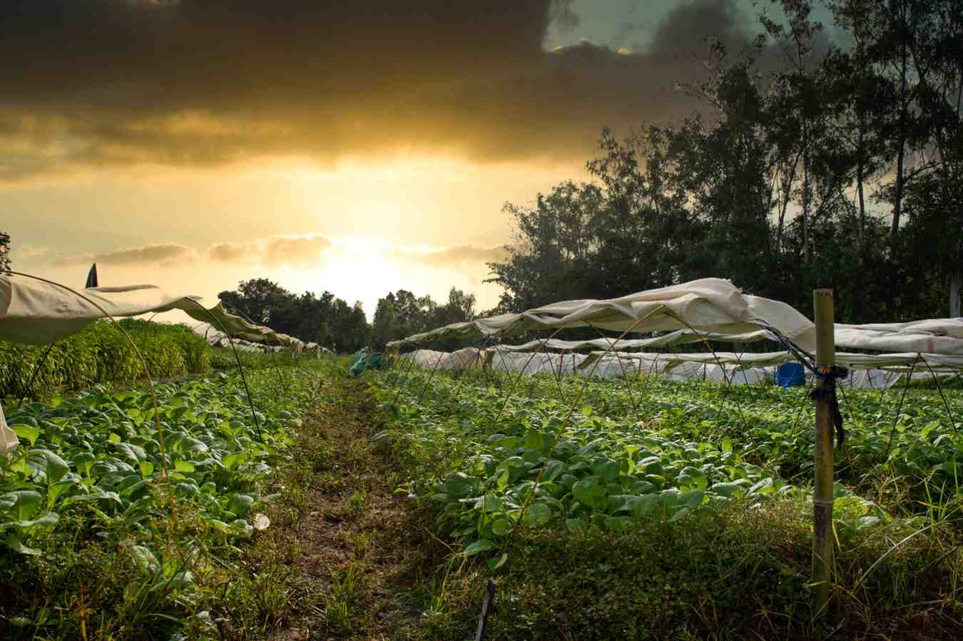 عکس مزرعه محصولات محلی