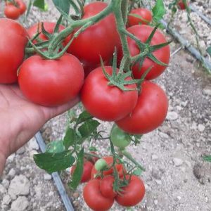 فروش گوجه گلخانه‌ای تناژ