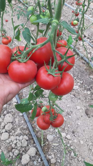 فروش گوجه گلخانه‌ای تناژ