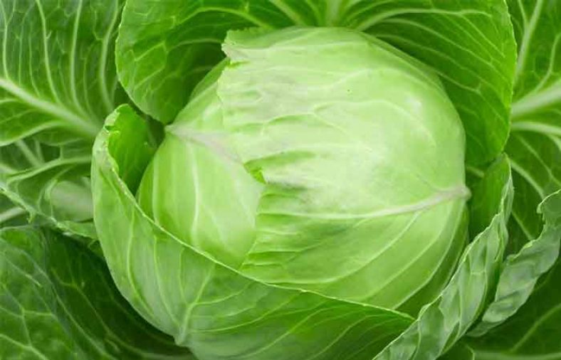 کلم پیچ تازه