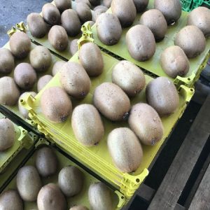 کیوی درجه یک صادراتی و داخلی