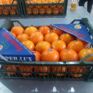 پرتقال تامسون اعلا ستیز درشت