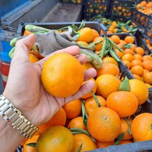 نارنگی شیرین