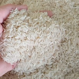 برنج فجر سوزنی