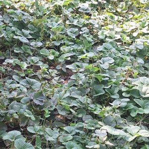 بوته توت فرنگی