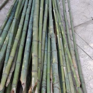 نی خیزران(بامبو)