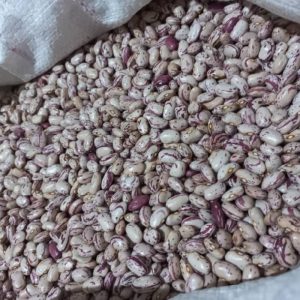 لوبیا چیتی کیاسر