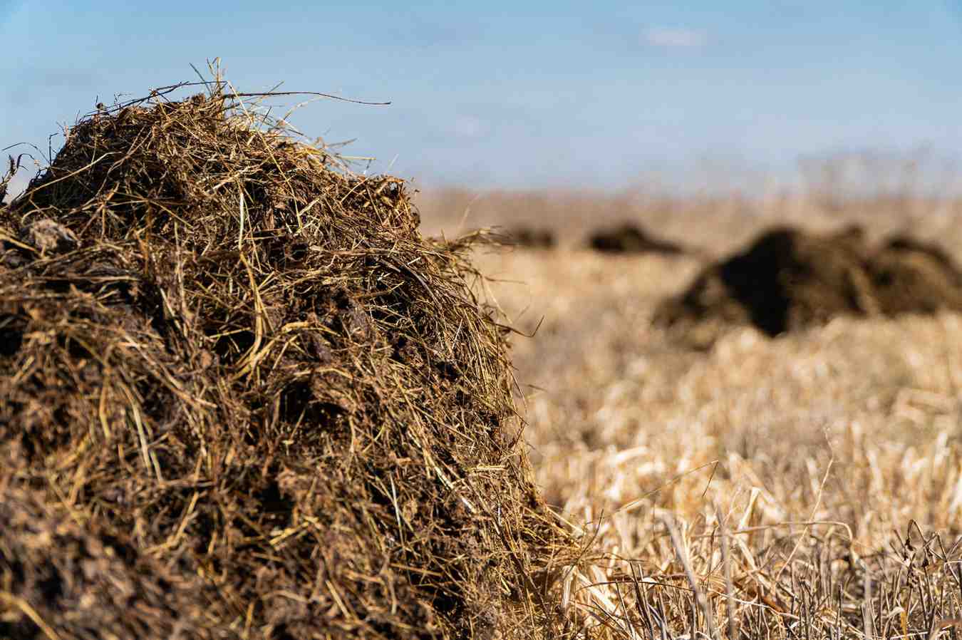 عکس کود دامی