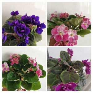 بنفشه آفریقایی