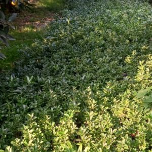 شمشاد سبز گلدانی