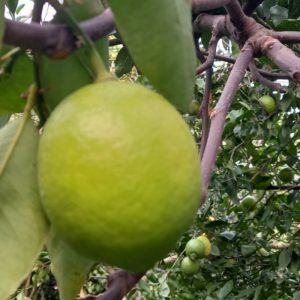 لیمو ترش سنگی گیلان