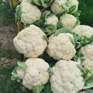 گل کلم سفید/ سوپرلوکس/تناژی