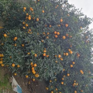 پرتقال تامسون