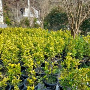 فروش شمشاد طلایی